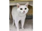 Adopt Dove a White Domestic Shorthair / Domestic Shorthair / Mixed cat in