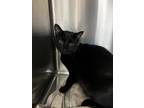 Adopt Mr. Chubbs a All Black Domestic Shorthair / Domestic Shorthair / Mixed cat