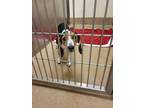 Adopt Tina a Black Beagle / Mixed dog in Winchester, VA (41452795)