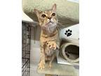 Adopt Kelly (Cocoa Adoption Center) a Orange or Red Domestic Shorthair /