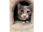 Adopt Lexi (Little Bit) (Cocoa Adoption Center) a Gray or Blue Domestic