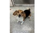 Adopt Charlie a Beagle / Mixed dog in Burlington, KY (41452948)