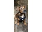 Adopt Rocky a Brown/Chocolate Rottweiler / American Pit Bull Terrier / Mixed dog