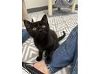 Adopt Smokey a Black (Mostly) Domestic Shorthair cat in South Pasadena
