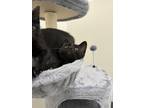 Adopt Yogi a Black (Mostly) Domestic Shorthair cat in South Pasadena
