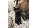 Adopt Baloo a Black (Mostly) Domestic Shorthair cat in South Pasadena