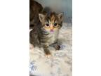 Adopt Peach a Domestic Mediumhair / Mixed (short coat) cat in Henderson