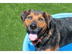 Adopt Jake a Black Shepherd (Unknown Type) / Mixed dog in Queenstown