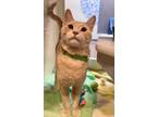 Adopt Simba a Tan or Fawn Domestic Shorthair / Domestic Shorthair / Mixed cat in