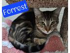 Adopt Forrest a Domestic Shorthair / Mixed (short coat) cat in Jim Thorpe