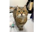 Adopt Ginger Beef a Brown or Chocolate Domestic Shorthair / Domestic Shorthair /