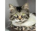 Adopt Mufasa a White Domestic Shorthair / Domestic Shorthair / Mixed cat in