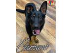 Adopt Camaro a Black Mixed Breed (Large) / Mixed dog in Grand Island
