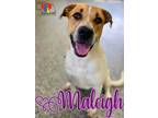 Adopt Maleigh a White Mixed Breed (Large) / Mixed dog in Grand Island