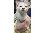 Adopt Chad a Cream or Ivory Siamese / Domestic Shorthair / Mixed cat in