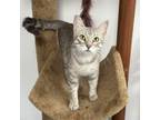 Adopt Nala a Gray or Blue Domestic Shorthair / Domestic Shorthair / Mixed cat in