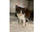 Adopt Judy a Tan or Fawn Domestic Shorthair / Domestic Shorthair / Mixed cat in