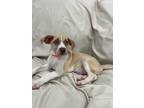 Adopt Edgar a White - with Brown or Chocolate Collie / Cattle Dog / Mixed dog in