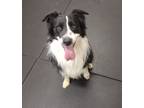 Adopt Shadow 40988 a Border Collie / Mixed dog in Pocatello, ID (41452933)