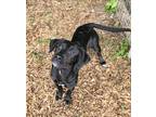 Adopt Faye a Labrador Retriever / Mixed dog in Cleveland, TN (41442511)
