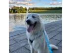 Adopt Frostbite a Great Pyrenees