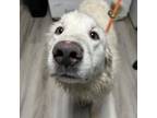Adopt Frostbite a Great Pyrenees
