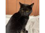 Adopt Figgie a Domestic Short Hair