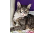 Adopt Ice a Gray or Blue Domestic Shorthair / Domestic Shorthair / Mixed cat in