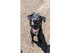 Adopt Bento a Black Mixed Breed (Medium) / Mixed dog in Cincinnati