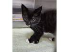 Adopt Bronx a All Black Domestic Shorthair / Domestic Shorthair / Mixed cat in