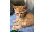 Adopt Vivian a Orange or Red Domestic Shorthair / Domestic Shorthair / Mixed cat