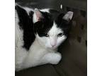 Adopt Herbie a All Black Domestic Shorthair / Domestic Shorthair / Mixed cat in