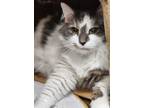 Adopt Truffle a White Domestic Shorthair / Domestic Shorthair / Mixed cat in