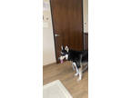 Adopt Raskal ruby a Black Husky / German Shepherd Dog / Mixed (short coat) dog