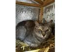 Adopt Susie a Gray or Blue Domestic Shorthair / Mixed Breed (Medium) / Mixed