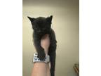 Adopt Harissa - FOSTER a All Black Domestic Shorthair / Mixed Breed (Medium) /