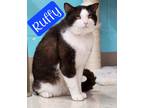 Adopt Ruffy a Domestic Shorthair / Mixed (short coat) cat in Jim Thorpe