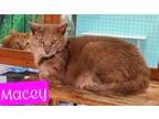 Adopt Macey / Bubby a Domestic Shorthair / Mixed (short coat) cat in Jim Thorpe