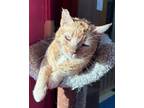 Adopt Cindy a Domestic Shorthair / Mixed (short coat) cat in Jim Thorpe
