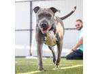 Adopt Winnie a American Pit Bull Terrier / Mixed dog in San Diego, CA (41217761)