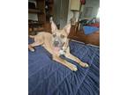 Adopt Bandit a Tan/Yellow/Fawn Shepherd (Unknown Type) / Mixed dog in Houston