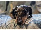 Adopt Talulah Ann a Black - with Gray or Silver Dachshund / Mixed dog in