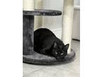 Adopt Zuko a All Black American Shorthair / Mixed (short coat) cat in Fort