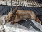 Adopt Lyric a Dwarf / Mixed (medium coat) rabbit in Great Neck, NY (41452657)