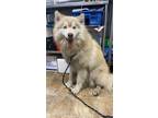 Adopt Amara a Husky / Mixed dog in Darlington, SC (41450246)