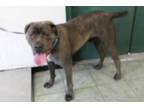 Adopt Hector a Brindle Mastiff dog in Weatherford, TX (41452649)