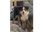 Adopt Mika a Tricolor (Tan/Brown & Black & White) Australian Shepherd / Mixed