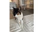 Adopt Melly a Black & White or Tuxedo Abyssinian / Mixed (short coat) cat in