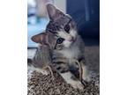 Adopt 3/10/24 - Penny a Domestic Shorthair / Mixed (short coat) cat in