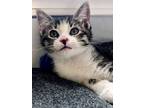 Adopt (RB) 3/12/24 - June a Domestic Shorthair / Mixed (short coat) cat in